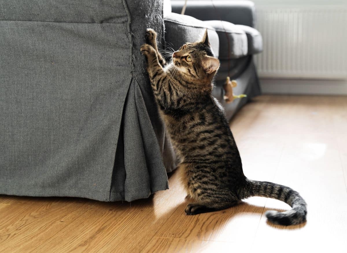 Problemy z zachowaniem kotów: Zachowania destrukcyjne: drapanie i gryzienie